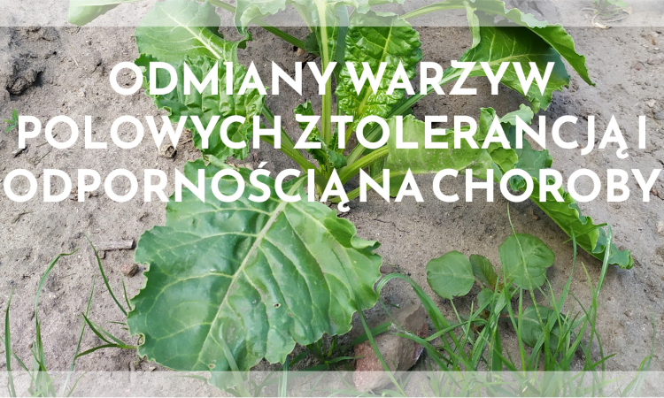 Odmiany warzyw polowych z tolerancją i odpornością na choroby